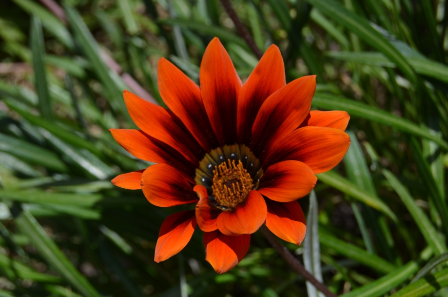 DSC_0097.JPG