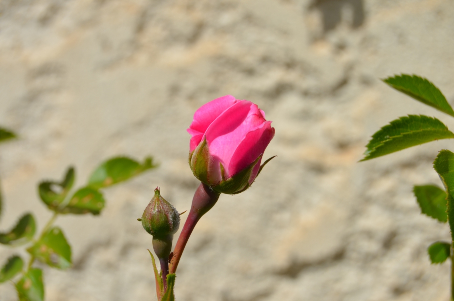 DSC_0102.JPG