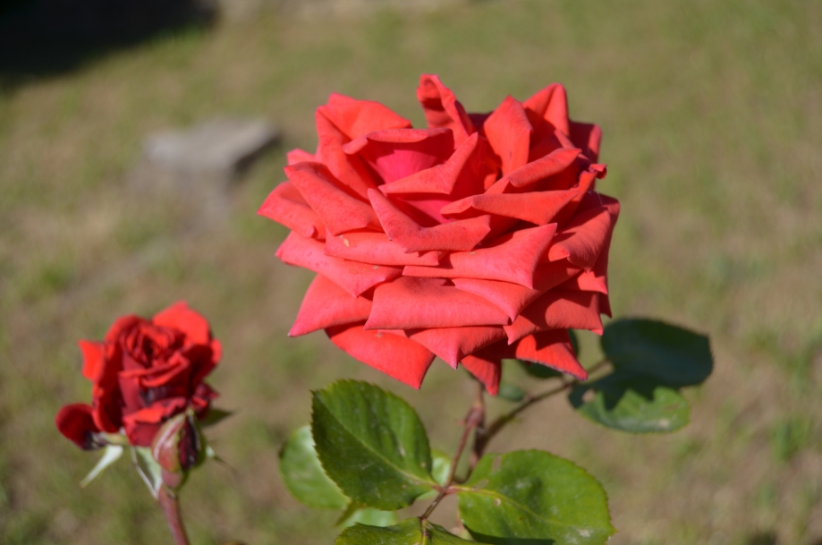 DSC_0120.JPG