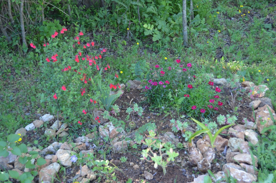 DSC_0006.JPG