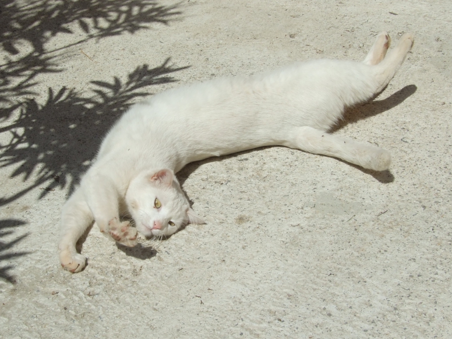DSCF0978.JPG