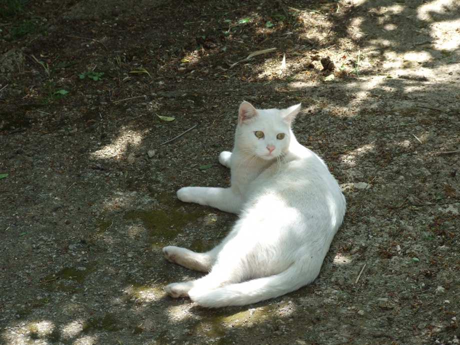 DSCF0981.JPG