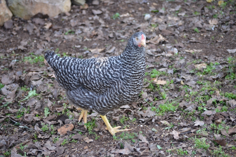 DSC_0037.JPG