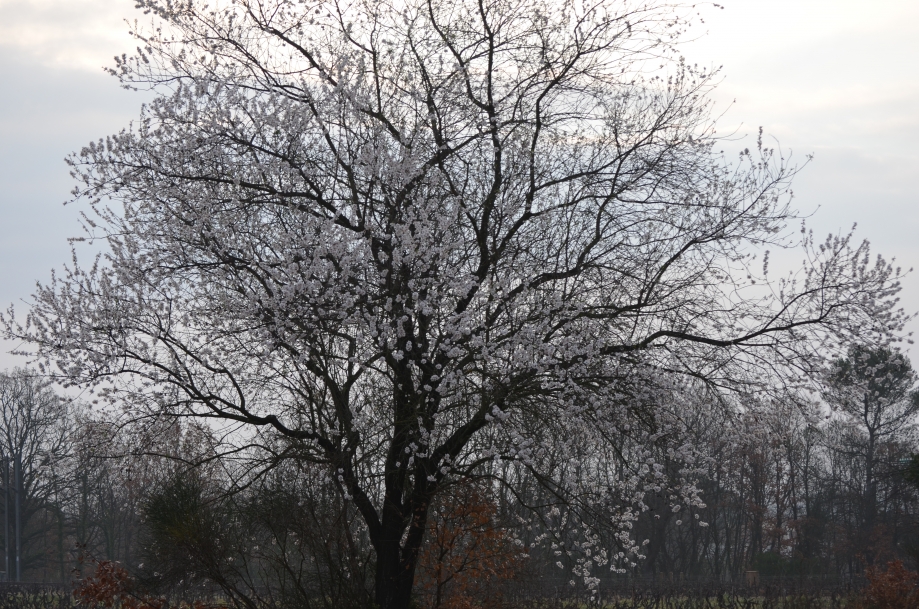 DSC_0029.JPG