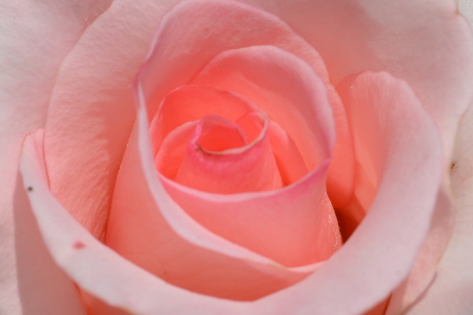 CSC_0115.JPG