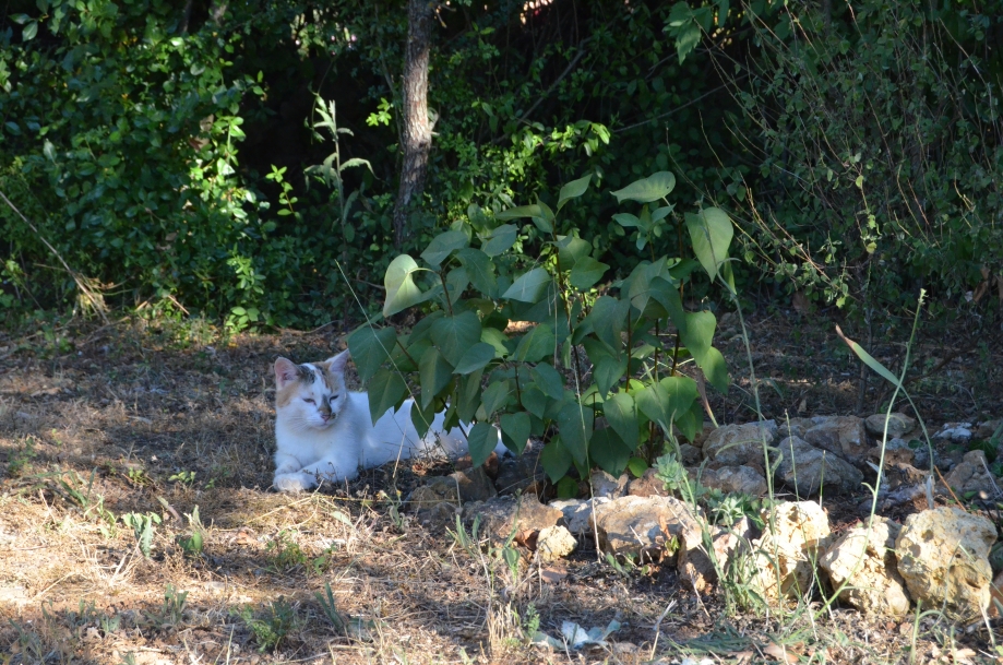 DSC_0027.JPG