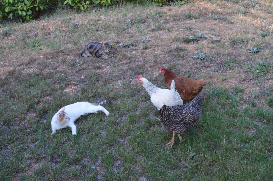 DSC_0011.JPG