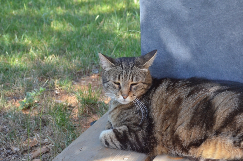 DSC_0022.JPG