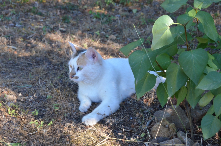 DSC_0028.JPG