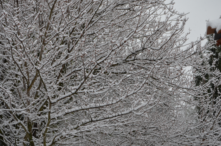 DSC_0084.JPG