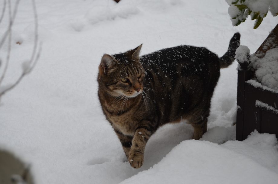 DSC_0092.JPG