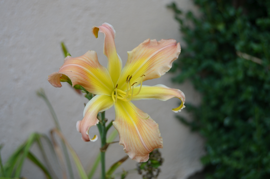 DSC_0026.JPG
