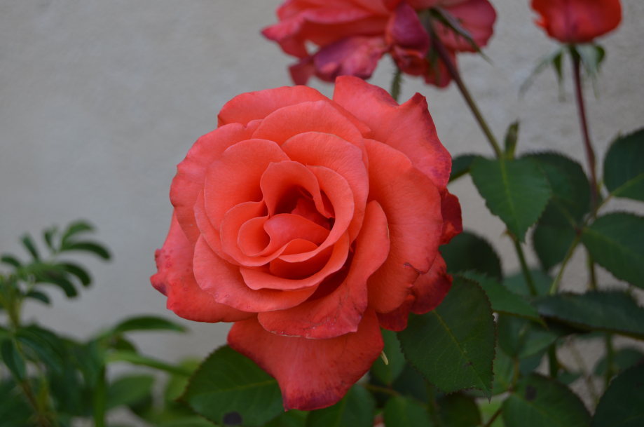 DSC_0025.JPG