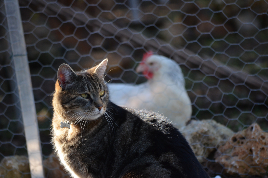 DSC_0058.JPG