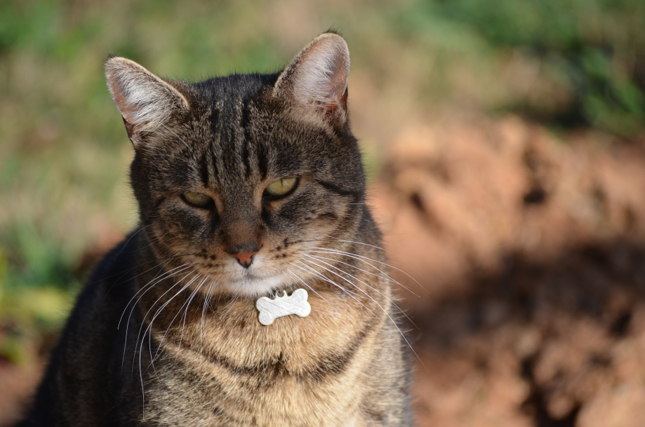 DSC_0079.JPG