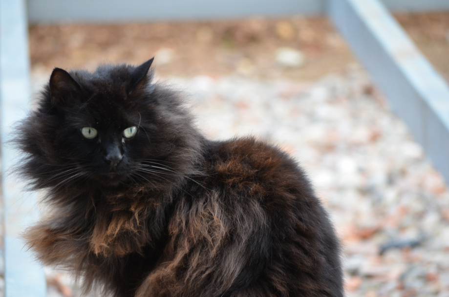 DSC_0184.JPG