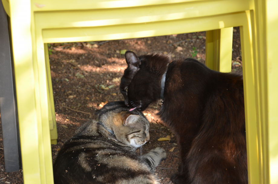 DSC_0805.JPG