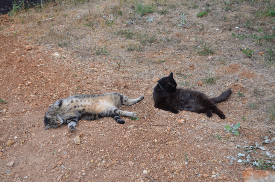 DSC_0818.JPG
