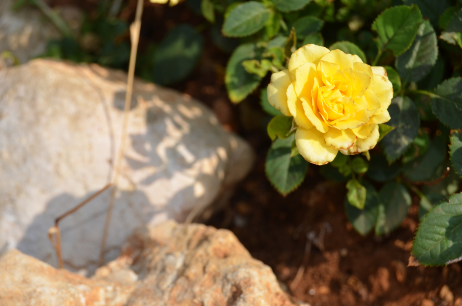 DSC_0054.JPG