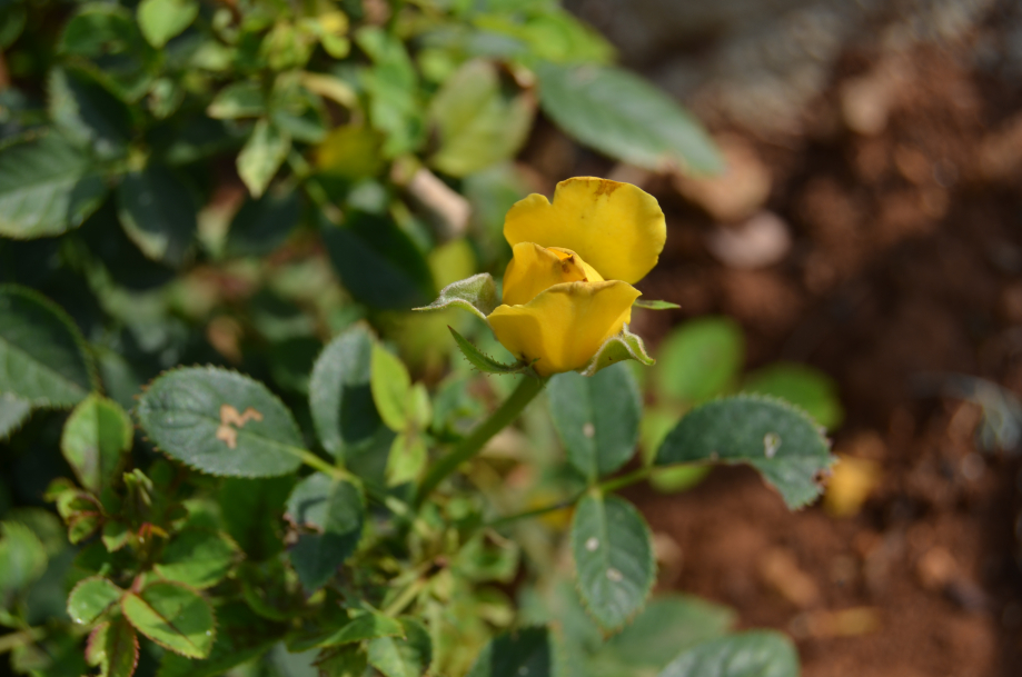 DSC_0055.JPG