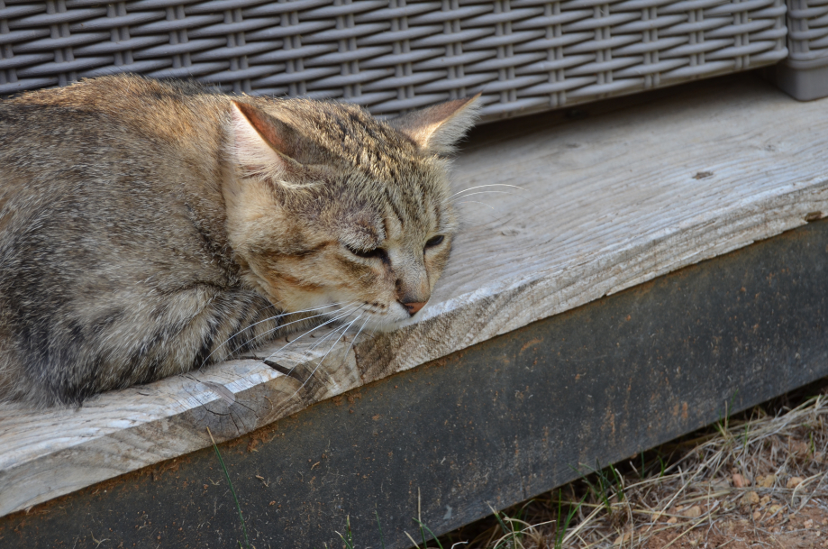 DSC_0060.JPG