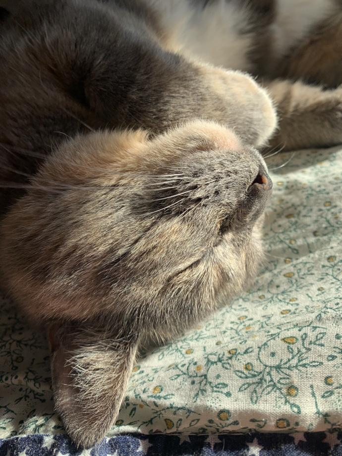 A61F8947-46B5-47A2-B254-5CA2BF6BF6EE.jpeg