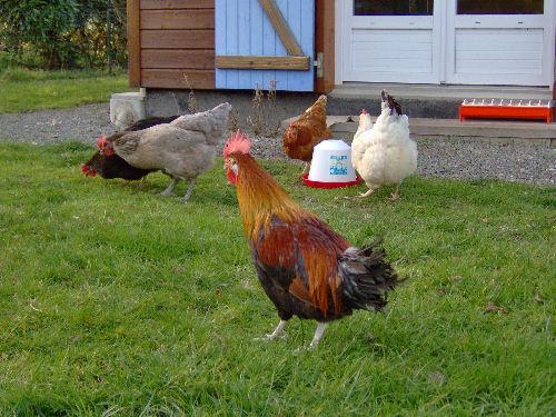 Le lendemain, il fait connaissance avec les poules