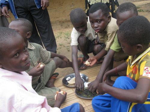 les feuilles de manioc constituent pratiquement l'essentiel du repas de ces enfants... ils souffrent de carences en protéïnes... Ici, la dégustation des chenilles est un luxe....