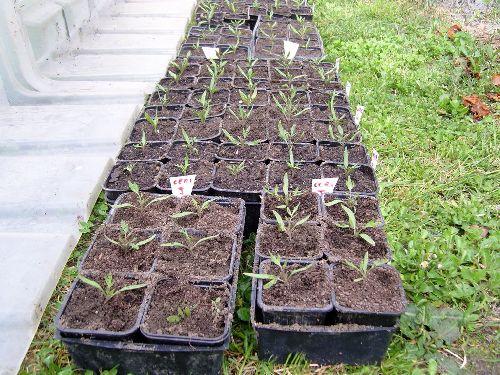 Mes plants de tomates