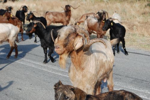 Chèvres grecques de la montagne