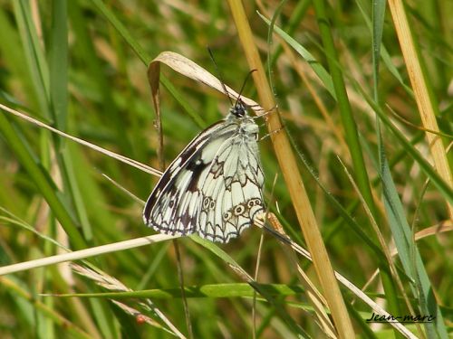 PAPILLON