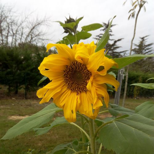 Tournesol