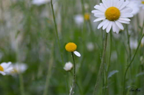 MARGUERITE