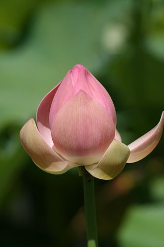  Bouton de fleur de lotus