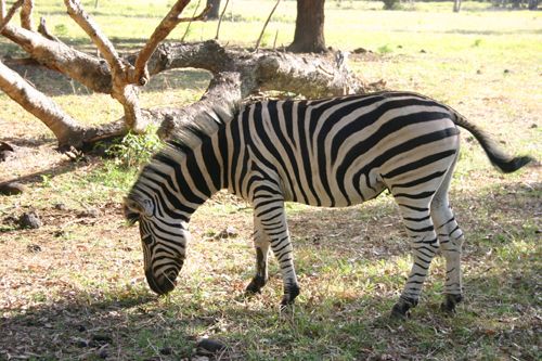 Zébre dans le Parc Casela