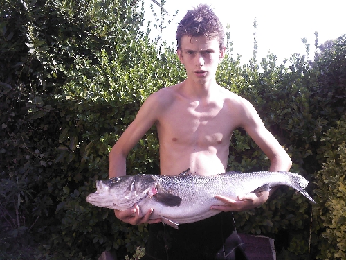 loup de 86 cm de long