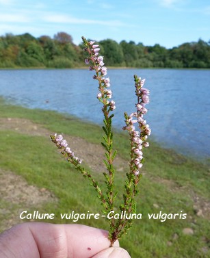 Callune vulgaire - Calluna vulgaris 11.jpg