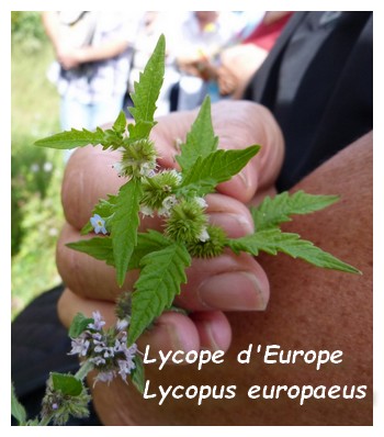 Lycope d'Europe - Lycopus europaeus. 11jpg.jpg