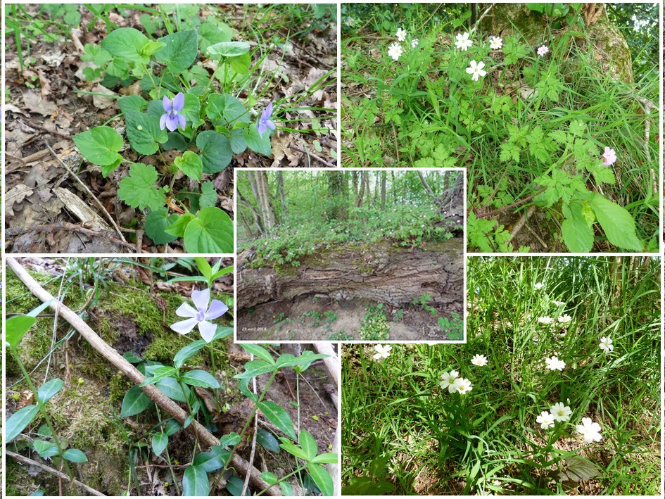 Fleurs de printemps