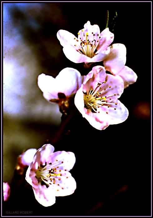 fleurs de pommier 1