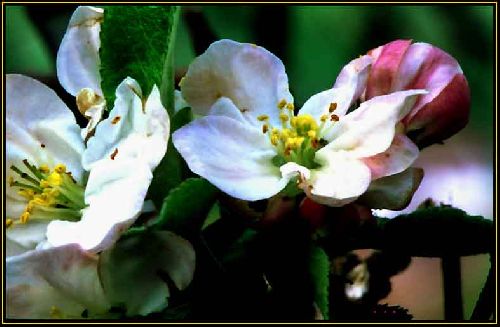 fleurs de pommier 2
