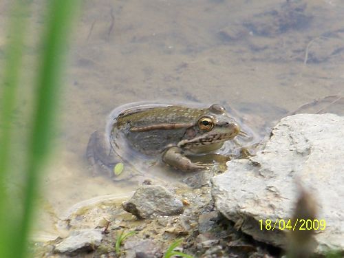 1ère grenouille vue cette année