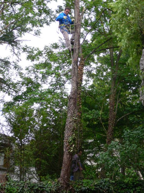 travaux d'accrobatie pour les arbres du site (2007)