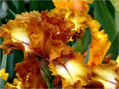 un magnifique  IRIS