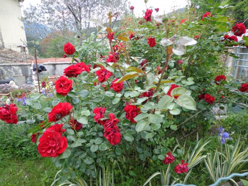 Des Roses de mon Jardin