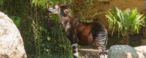 LVNAC-Okapi -sanctuaire de bioparc.jpg