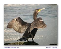 cormoran 2.jpg