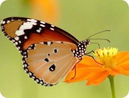 papillon.jpg