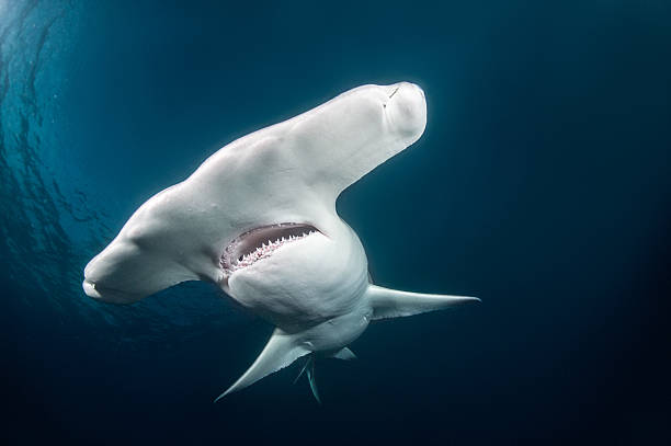 requin marteau jpg 2.jpg
