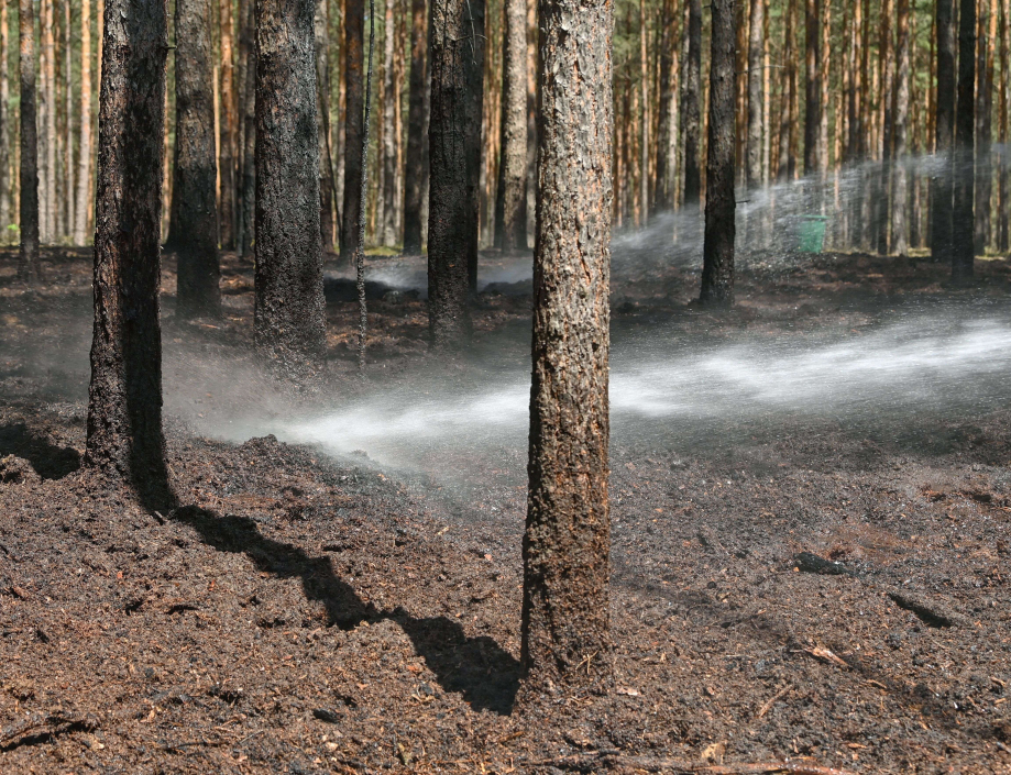 forêt ou plantation d'arbres.jpeg